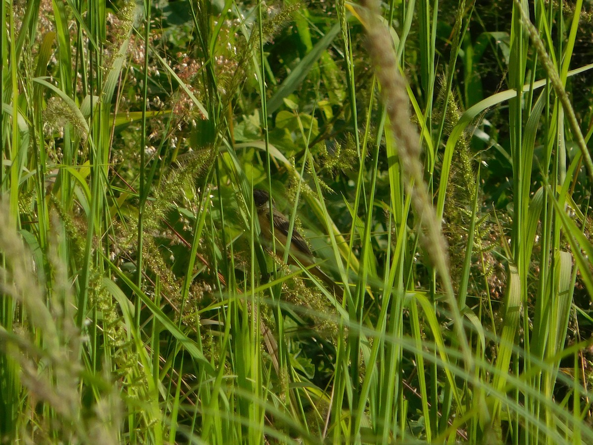 Cinnamon-rumped Seedeater - ML608663830