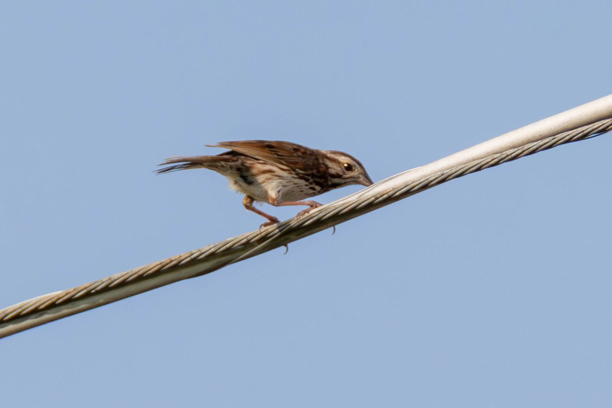 Song Sparrow - ML608663842