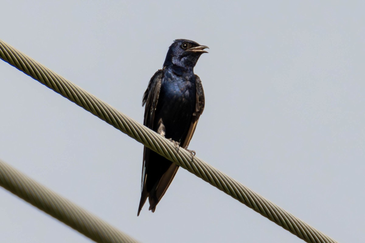 Purple Martin - ML608663843