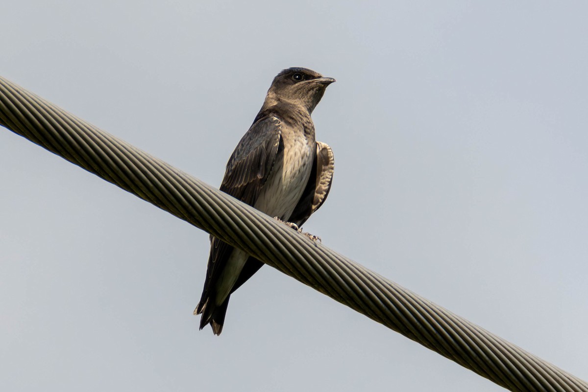 Purple Martin - ML608663848