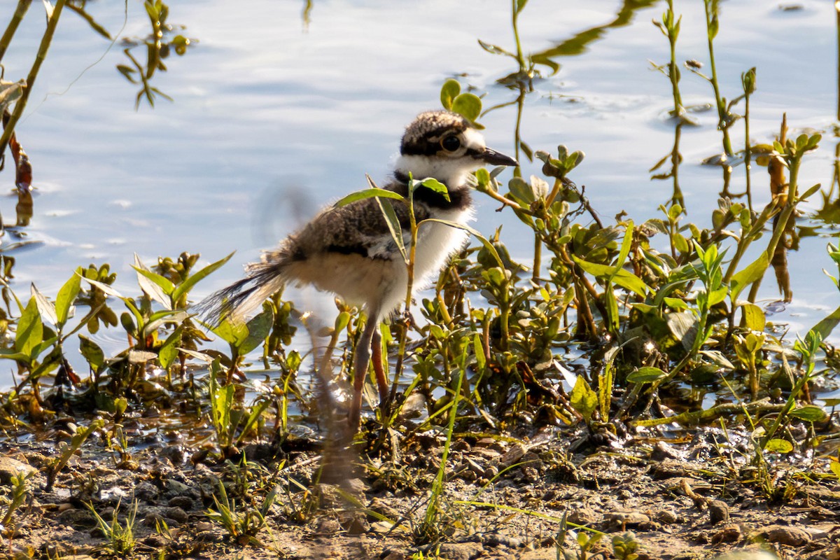 Killdeer - ML608663851