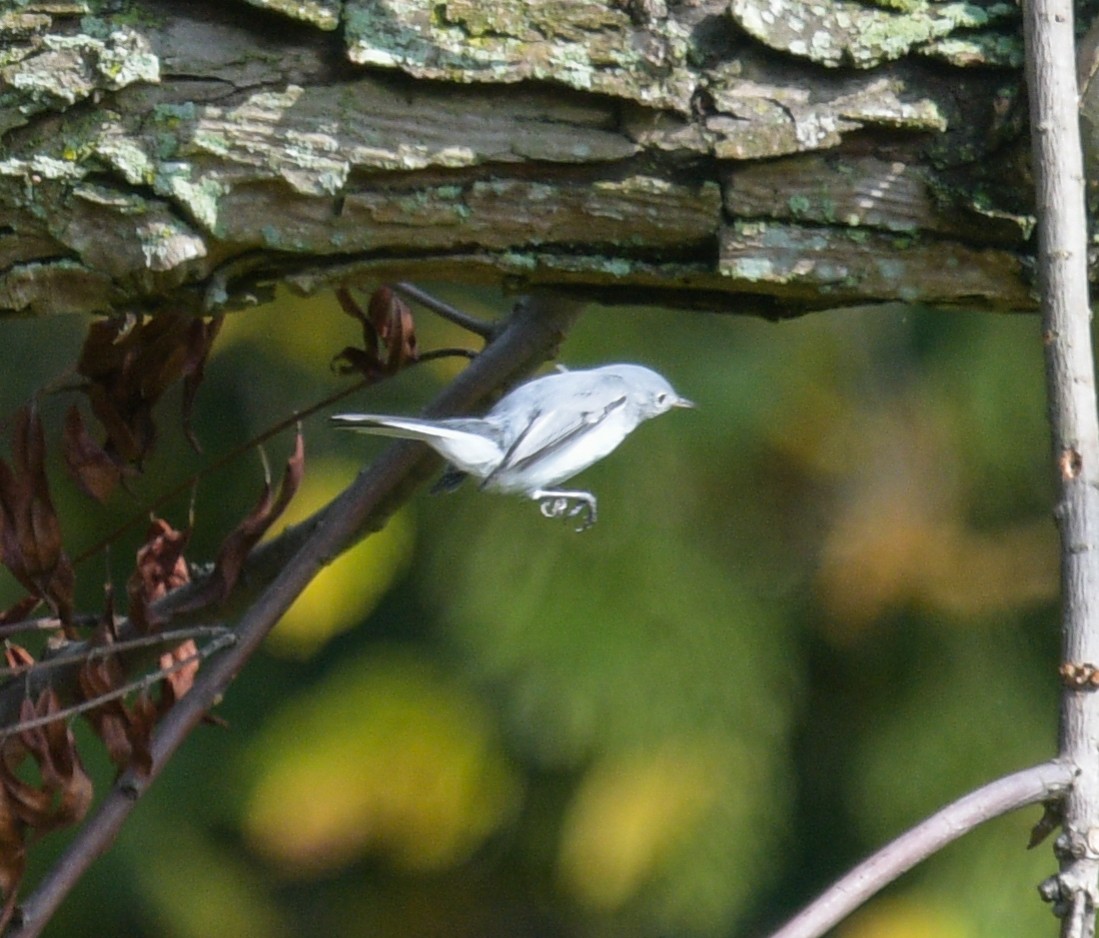 Blue-gray Gnatcatcher - ML608663906