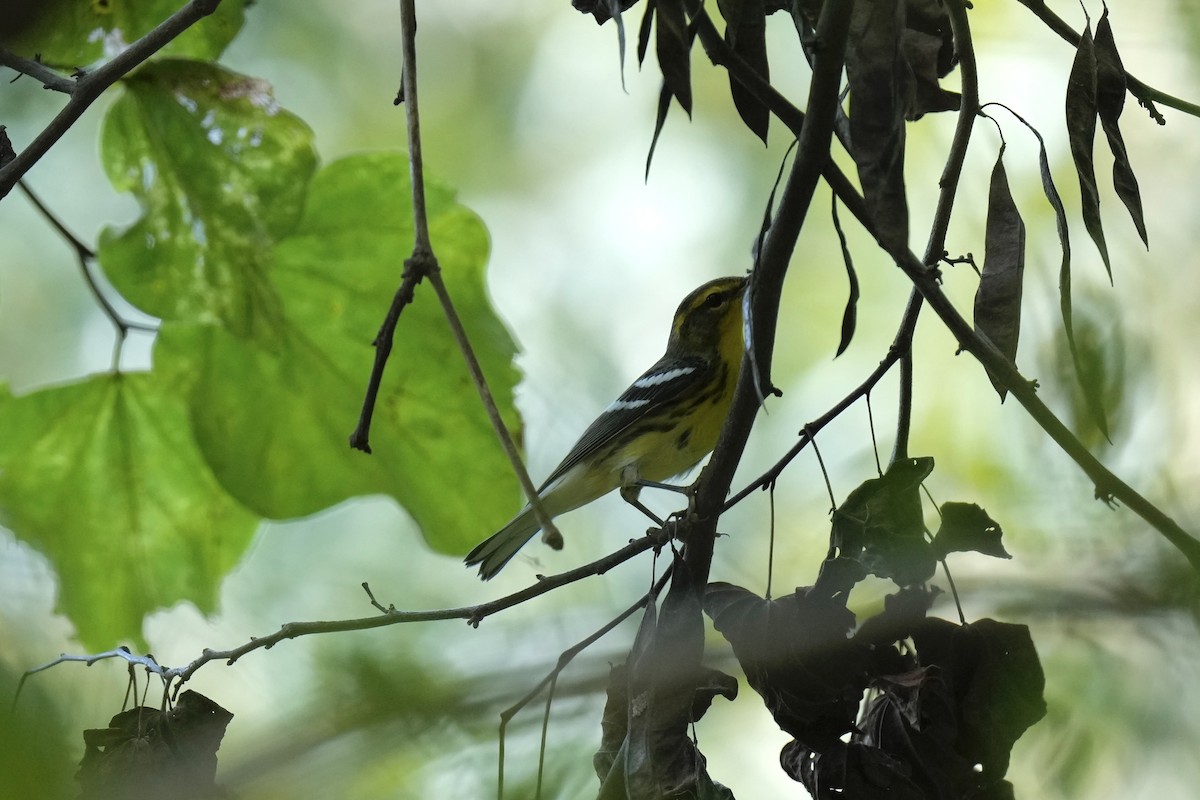 Blackburnian Warbler - ML608664002