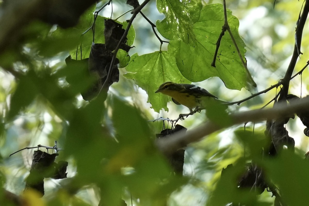 Blackburnian Warbler - ML608664003