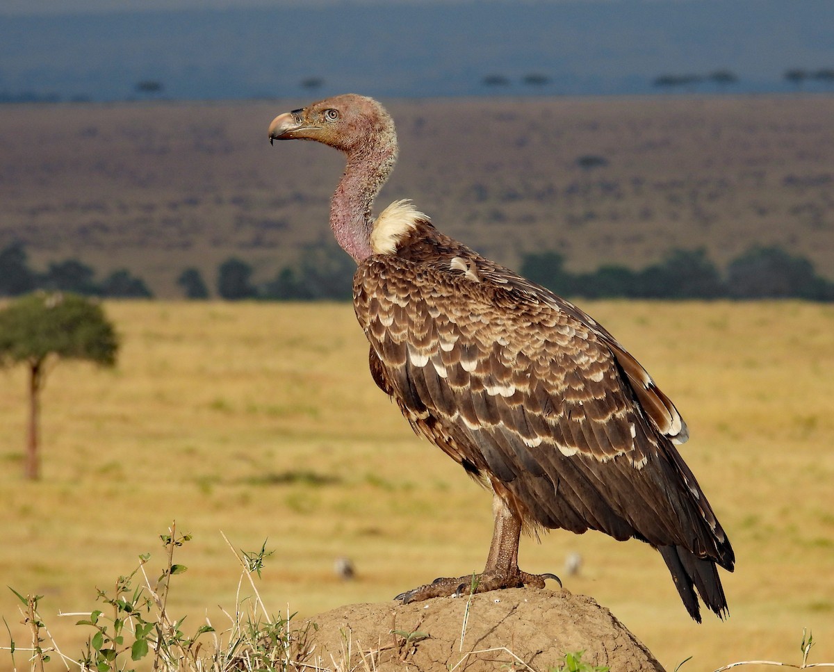 Rüppell's Griffon - ML608664049