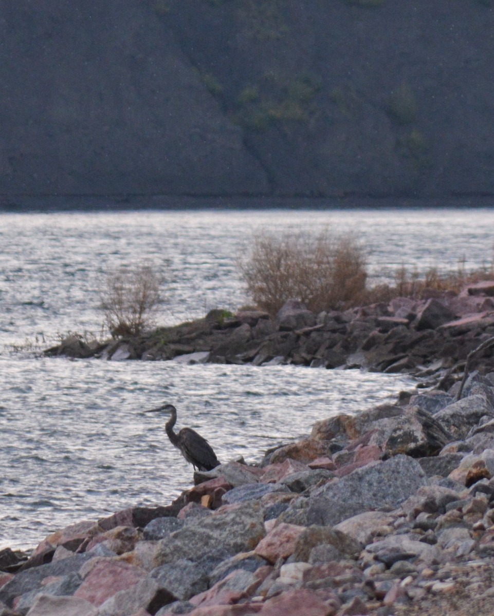 Great Blue Heron - Liz Almlie