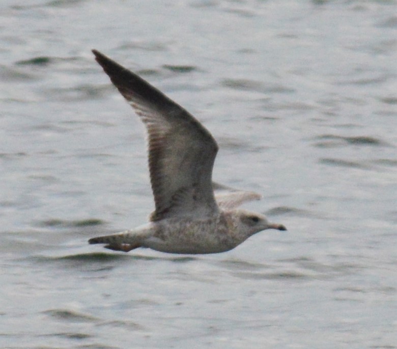 Ring-billed Gull - ML608664108