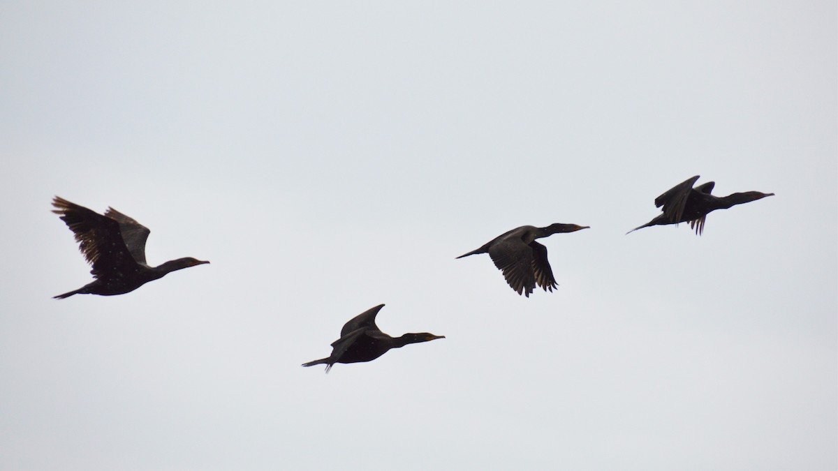 Double-crested Cormorant - ML608664112