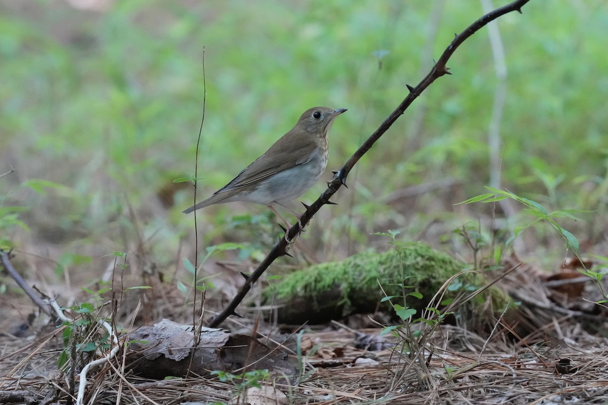 Veery - ML608664134