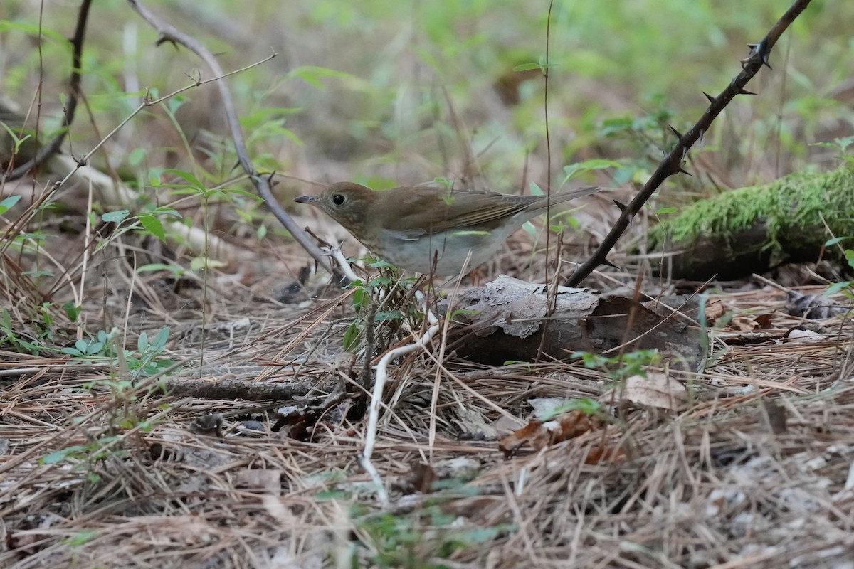 Veery - ML608664135
