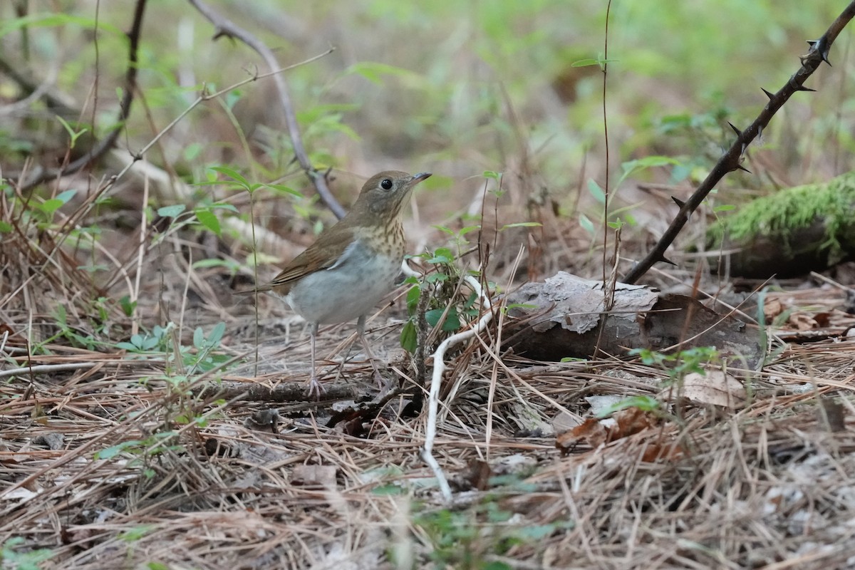Veery - ML608664136