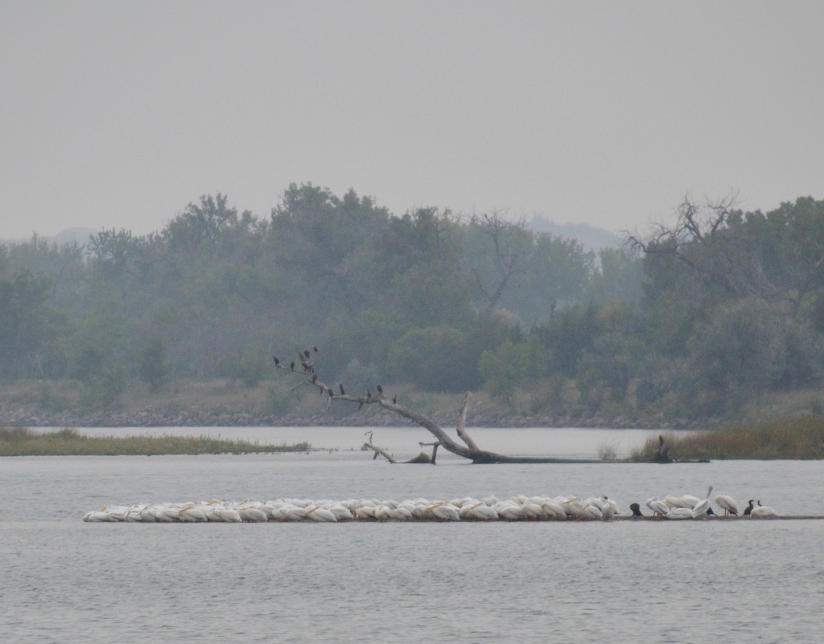 American White Pelican - Liz Almlie