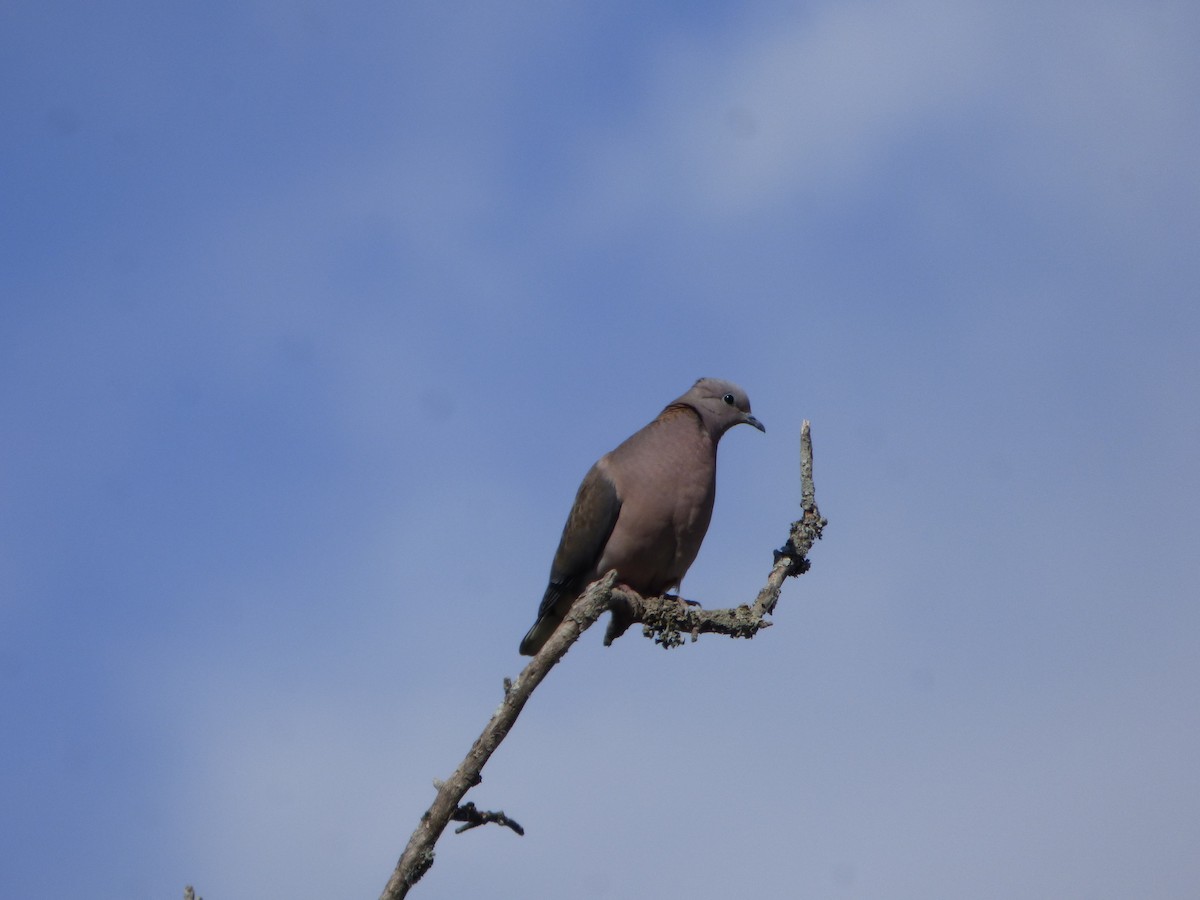 Eared Dove - Pablo Hernan Capovilla