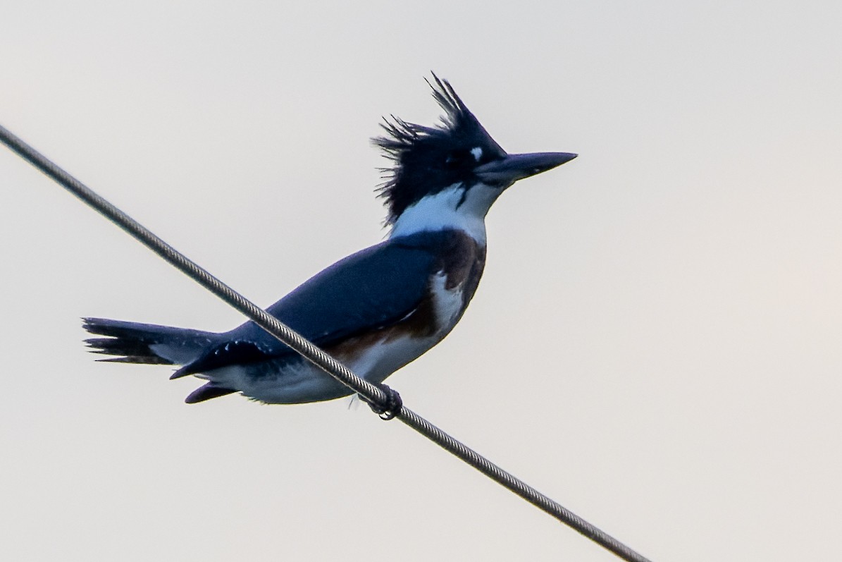 Belted Kingfisher - Stéphane Lair