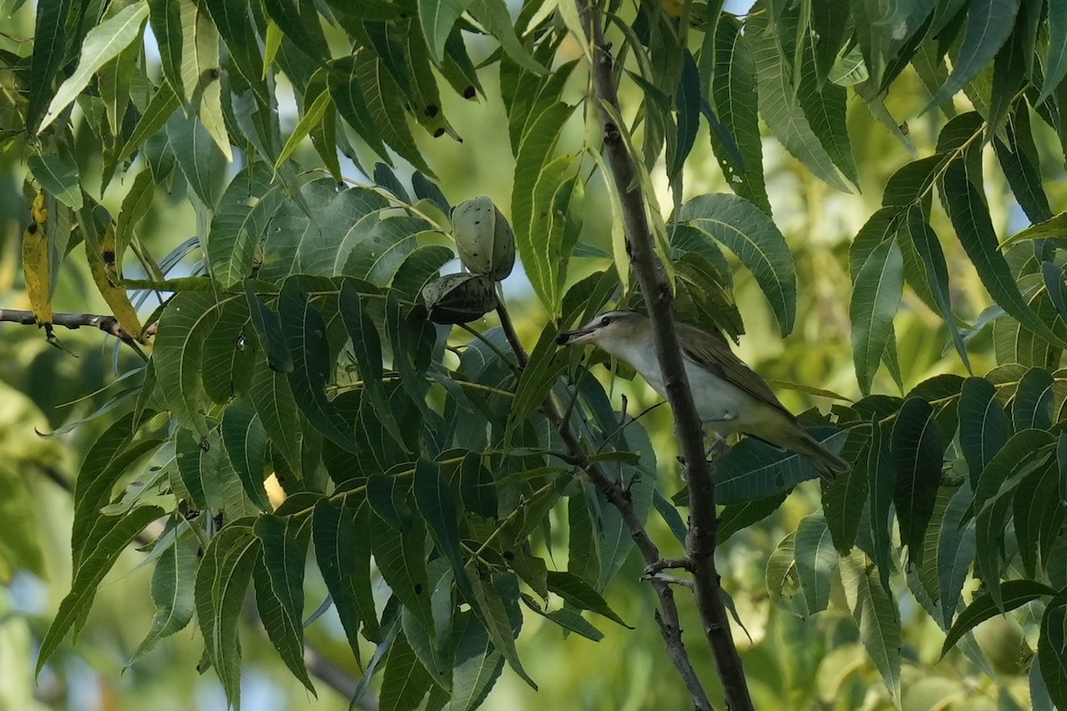 Red-eyed Vireo - ML608664180
