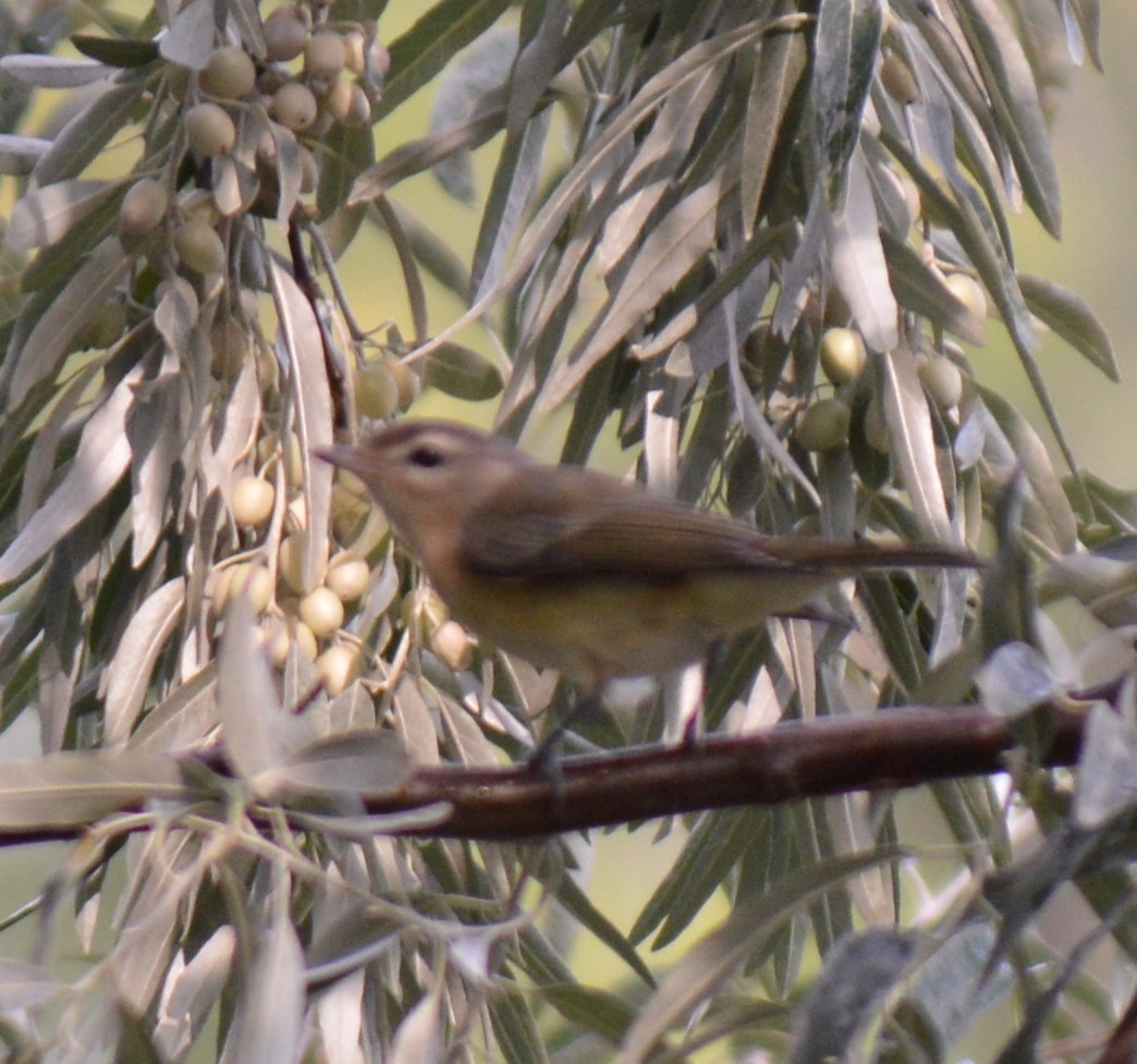 Warbling Vireo - Liz Almlie