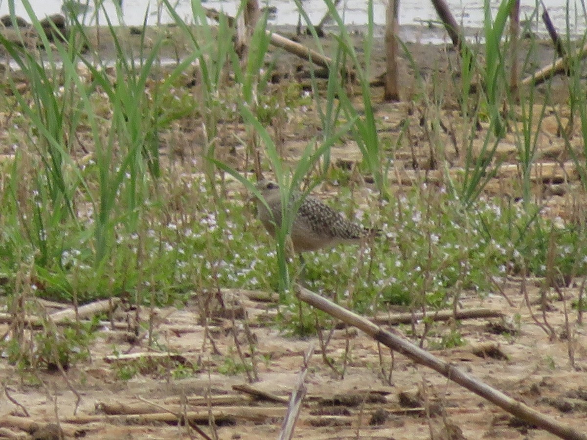 Black-bellied Plover - ML608664189