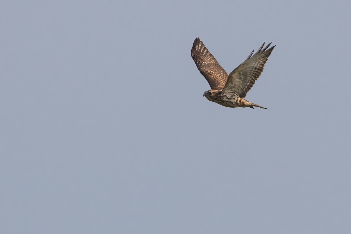 Broad-winged Hawk - ML608664217