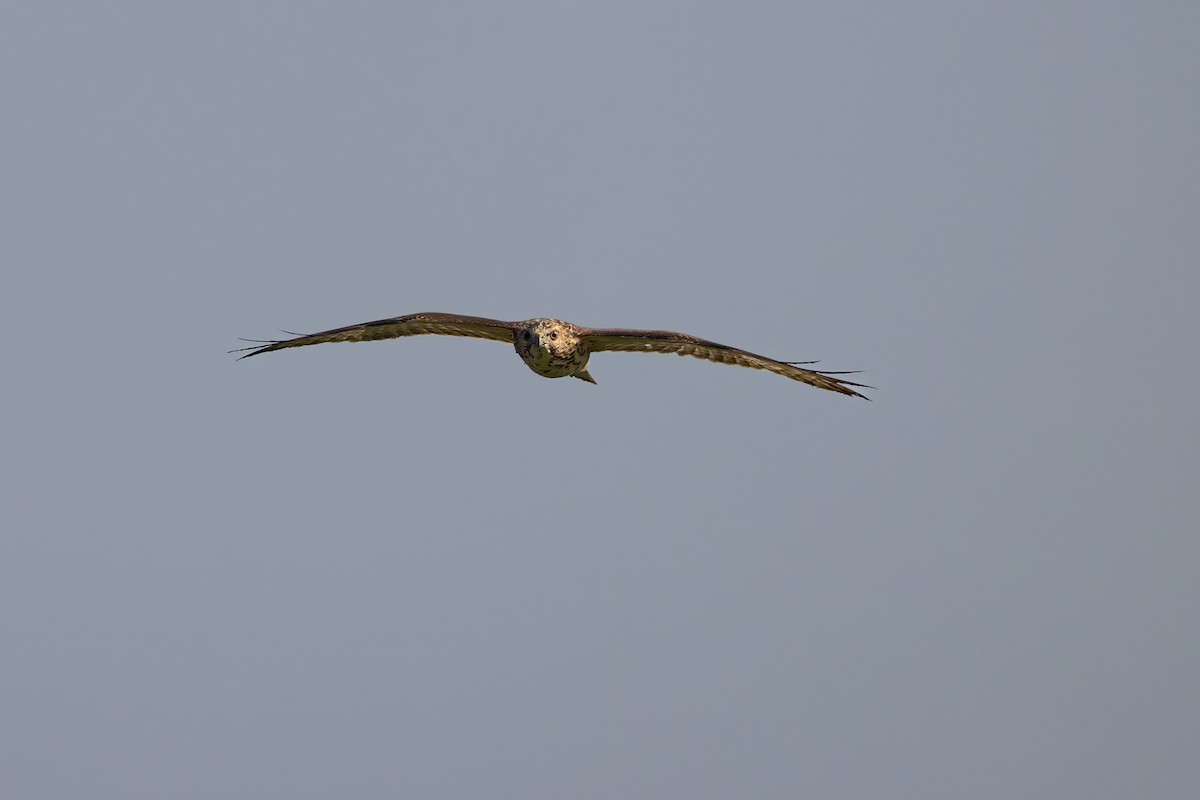 Broad-winged Hawk - ML608664219