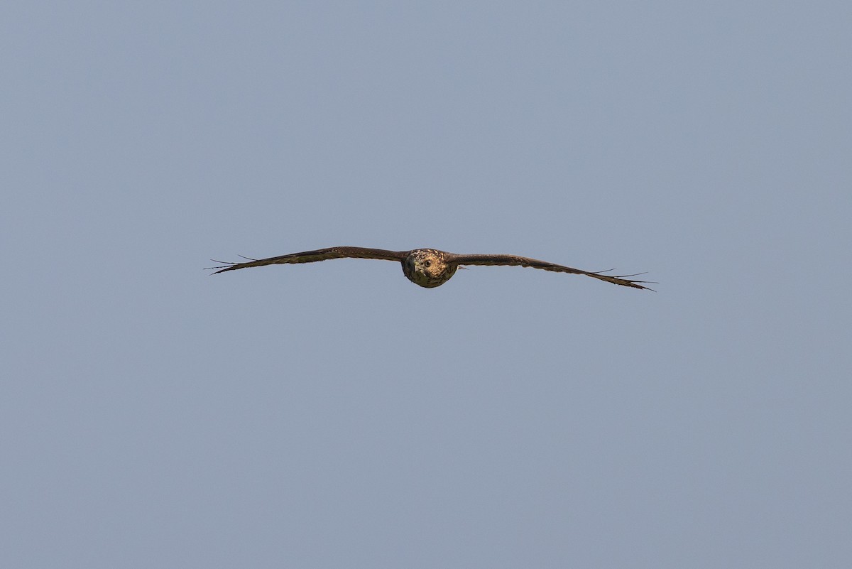 Broad-winged Hawk - ML608664220