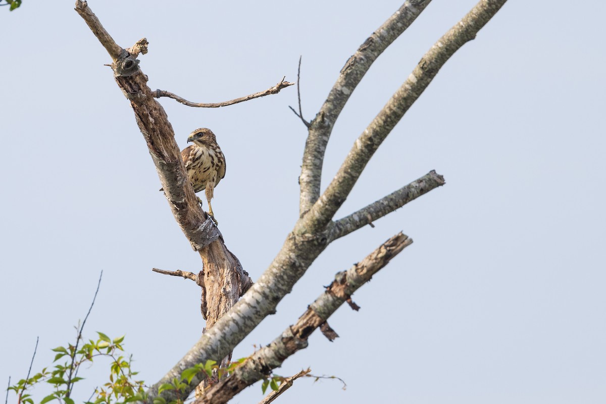 Broad-winged Hawk - ML608664221