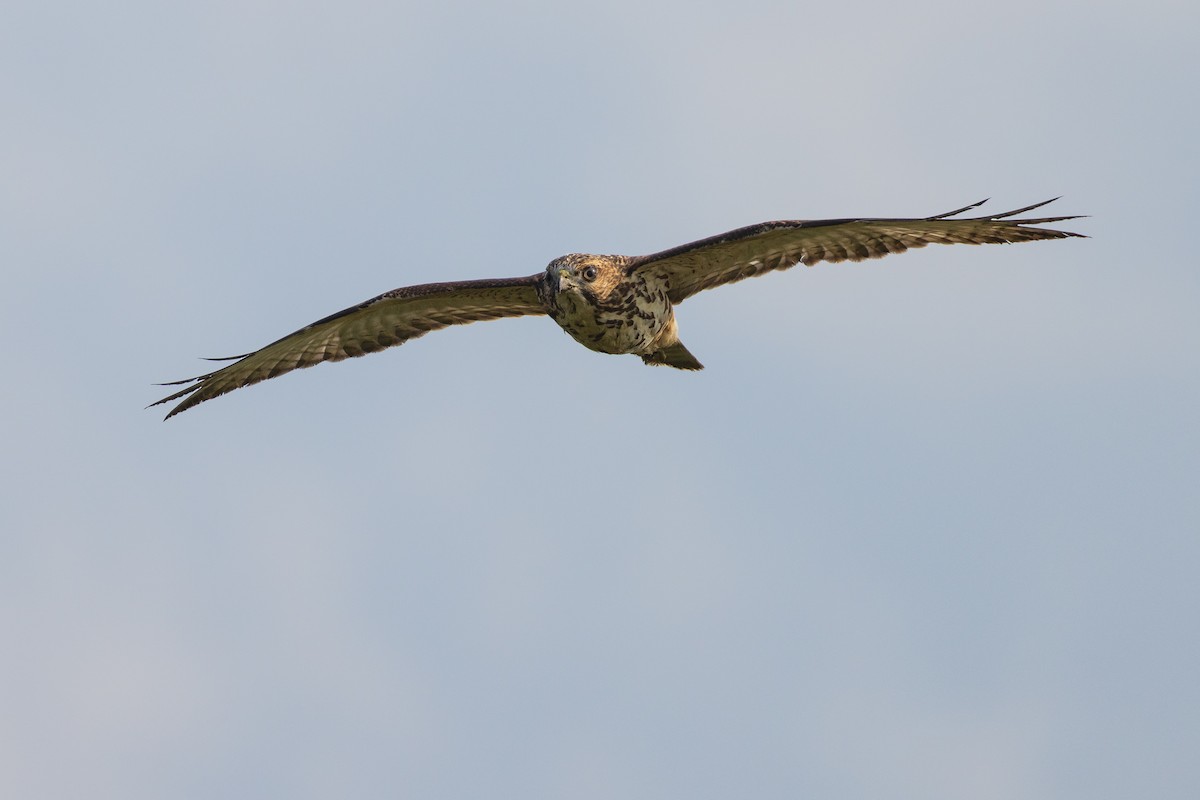 Broad-winged Hawk - ML608664222