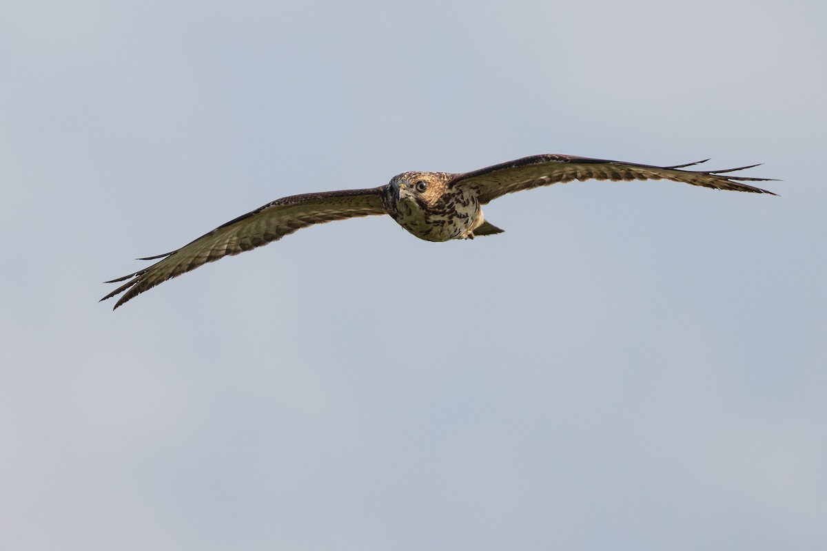 Broad-winged Hawk - ML608664223