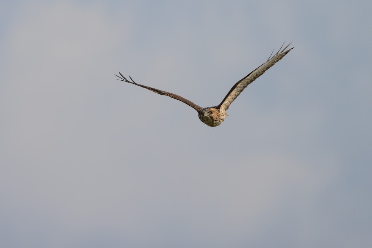 Broad-winged Hawk - ML608664224