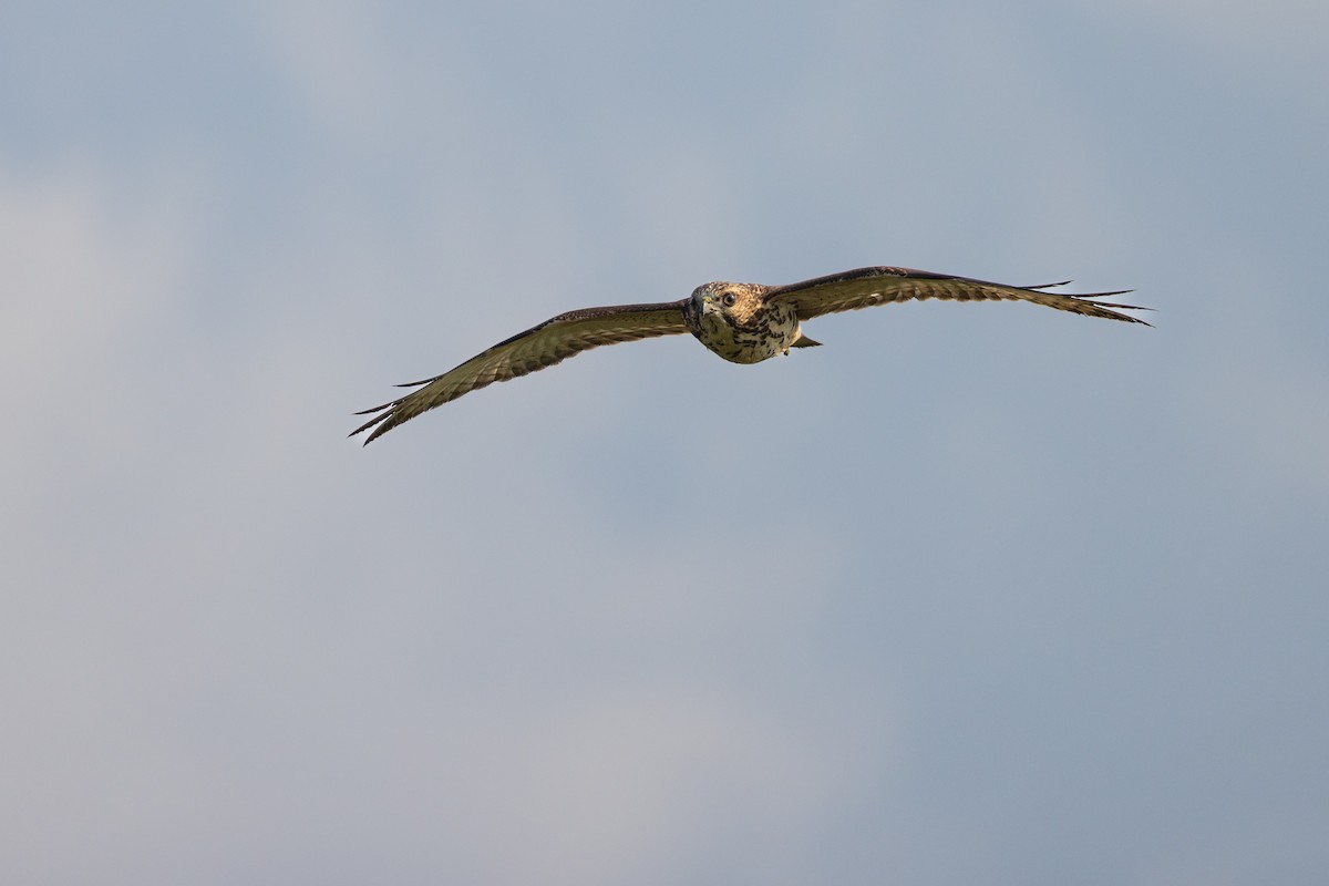 Broad-winged Hawk - Harris Stein