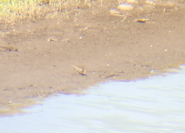 Buff-breasted Sandpiper - ML608664482