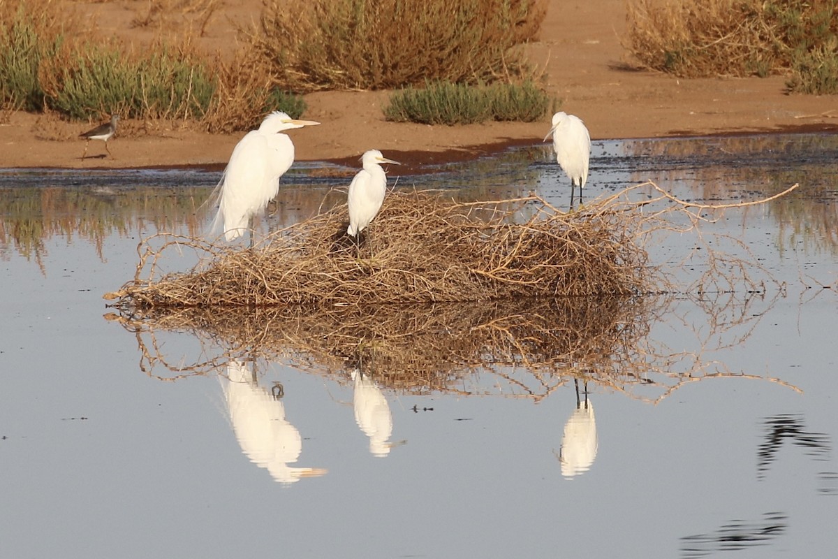 Great Egret - ML608664508