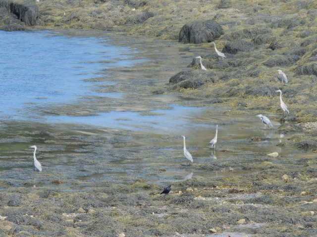 Great Blue Heron - ML608664549