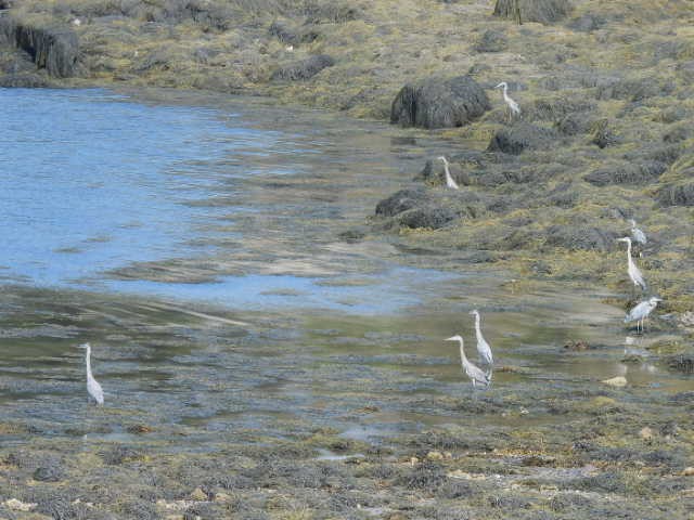 Great Blue Heron - ML608664550