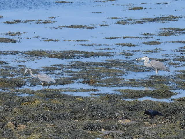 Great Blue Heron - Stew Stewart