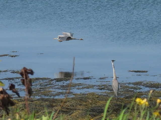 Great Blue Heron - ML608664600