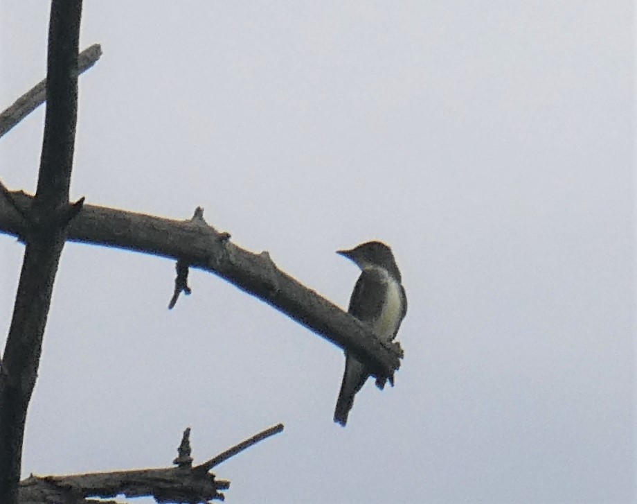 Olive-sided Flycatcher - David Pritchard