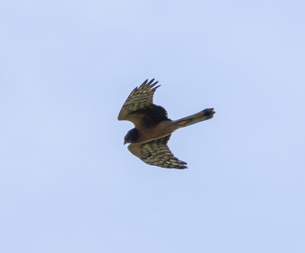 Aguilucho de Hudson - ML608664637