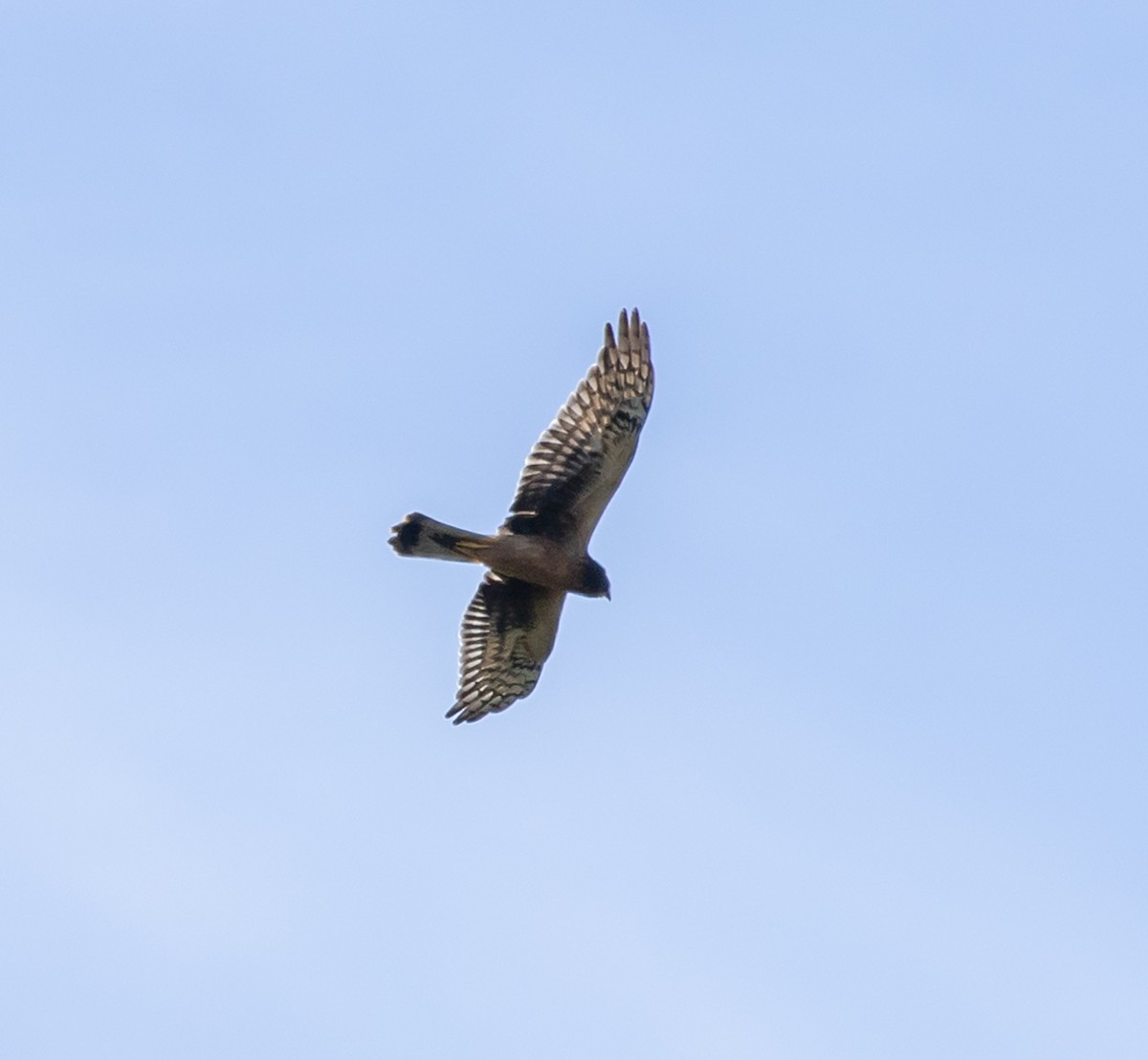 Northern Harrier - ML608664638