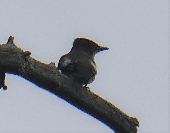 Olive-sided Flycatcher - David Pritchard