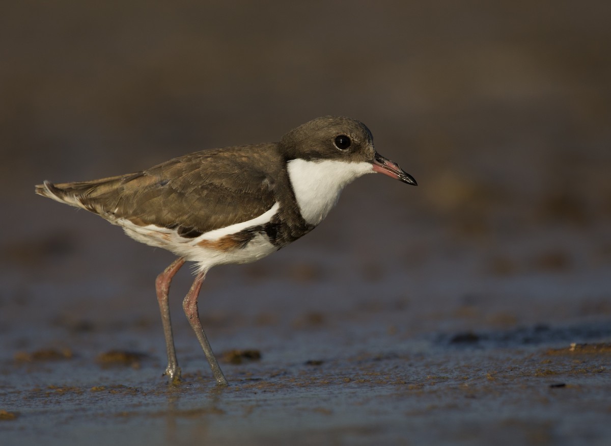 Red-kneed Dotterel - Ben Vasic