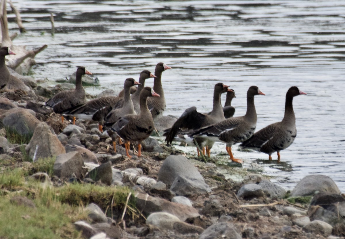 Greater White-fronted Goose - ML608665037