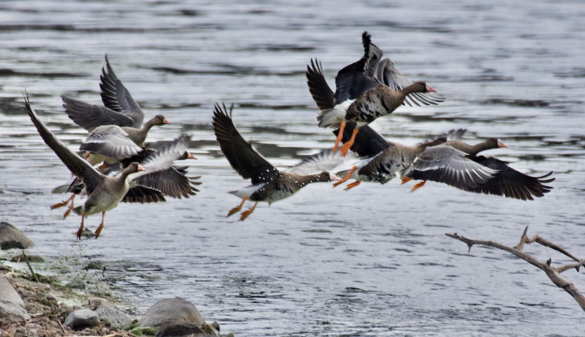 Greater White-fronted Goose - Susan and Andy Gower/Karassowitsch