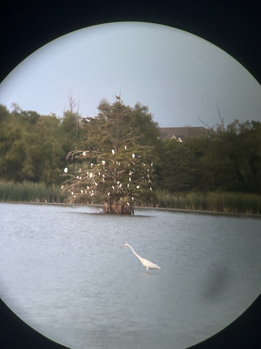 Snowy Egret - ML608665096