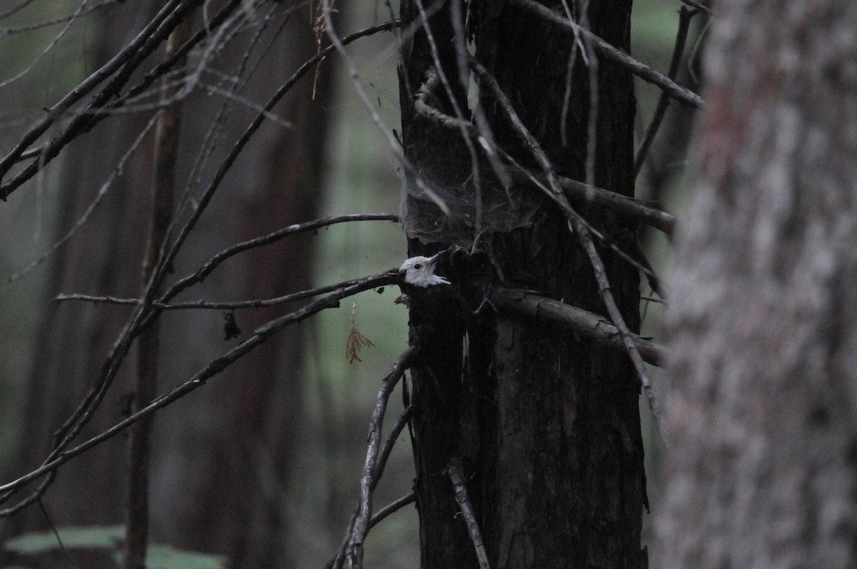 White-headed Woodpecker - Andrew Long