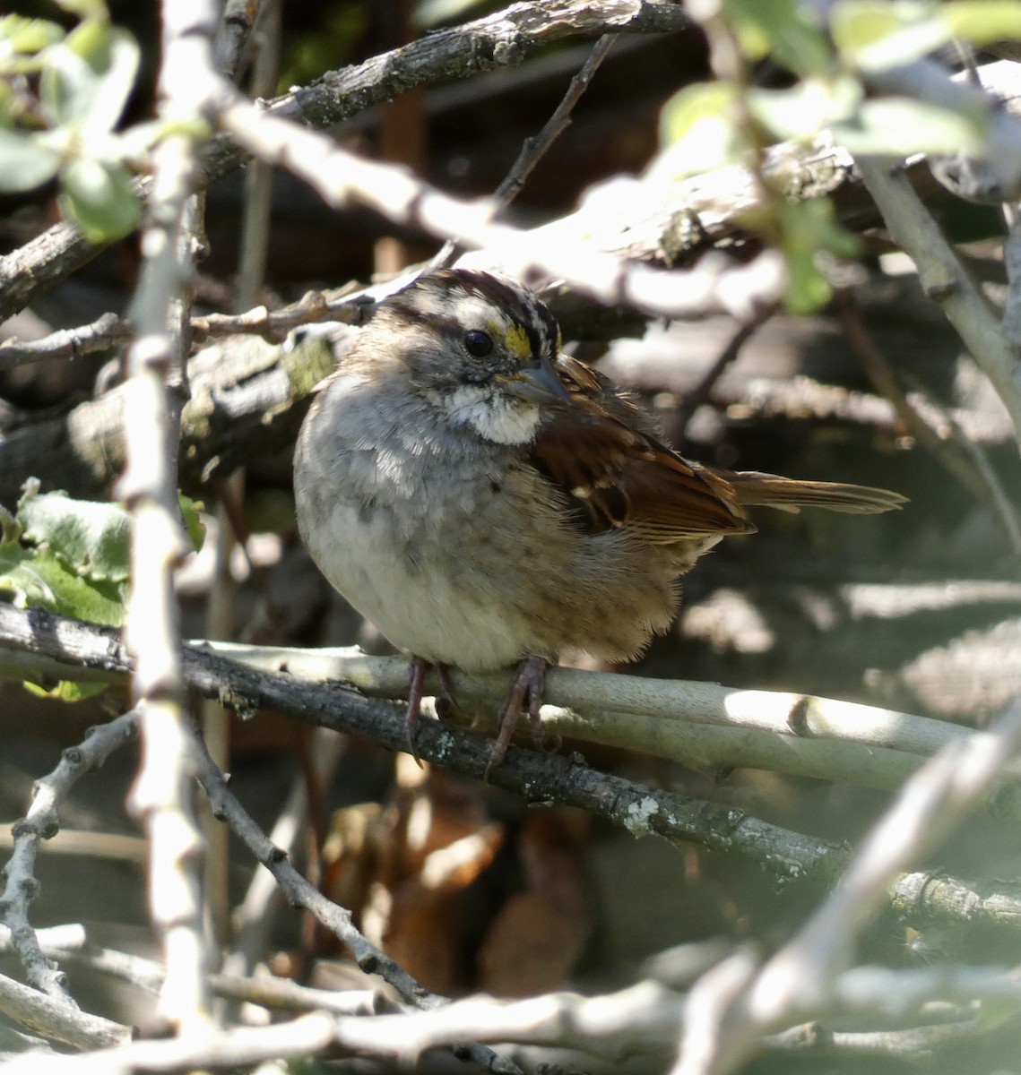 White-throated Sparrow - ML608665306