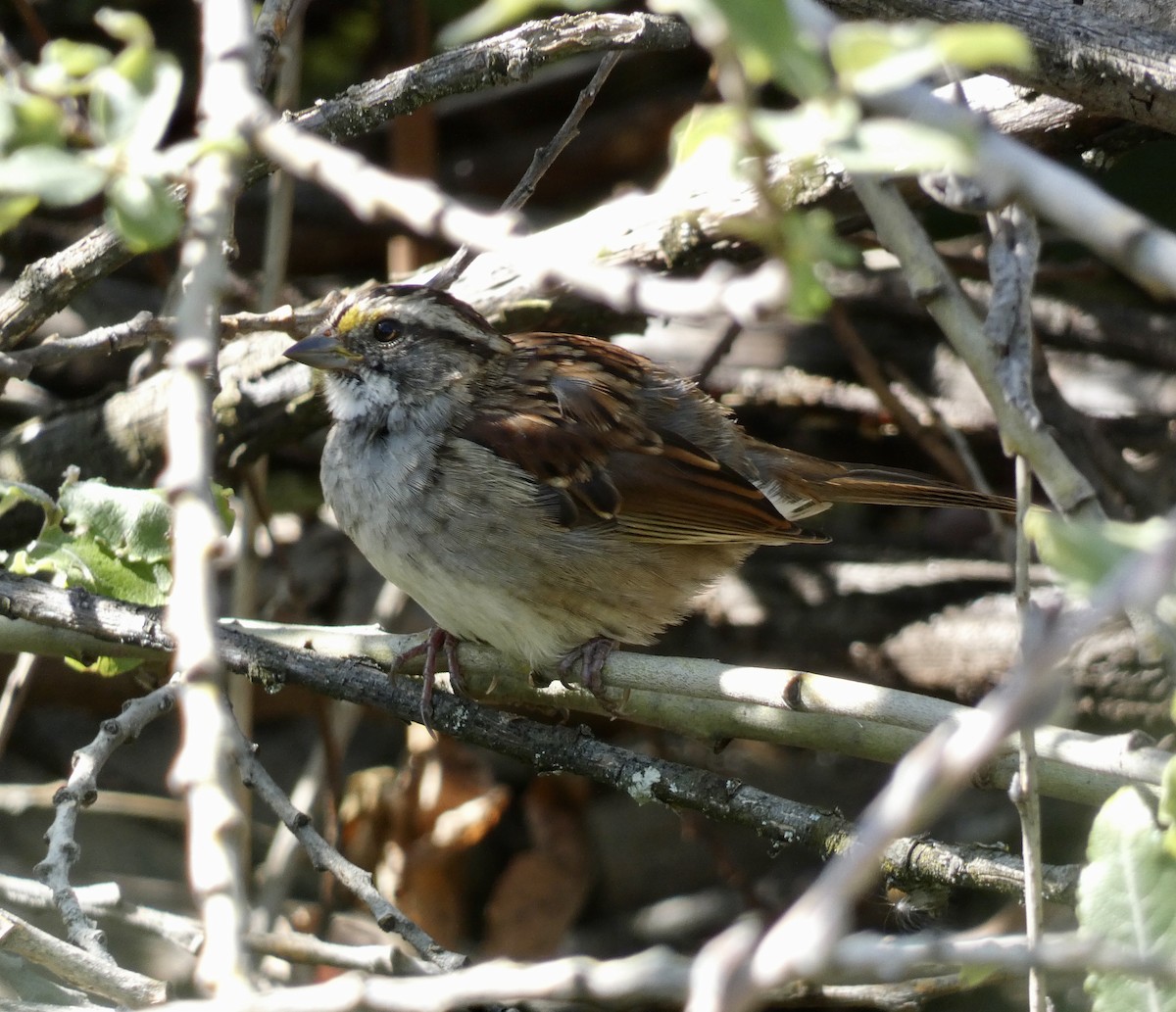 White-throated Sparrow - ML608665307