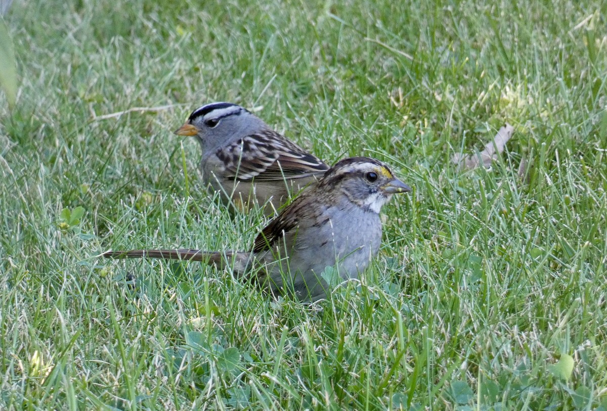 White-throated Sparrow - ML608665308
