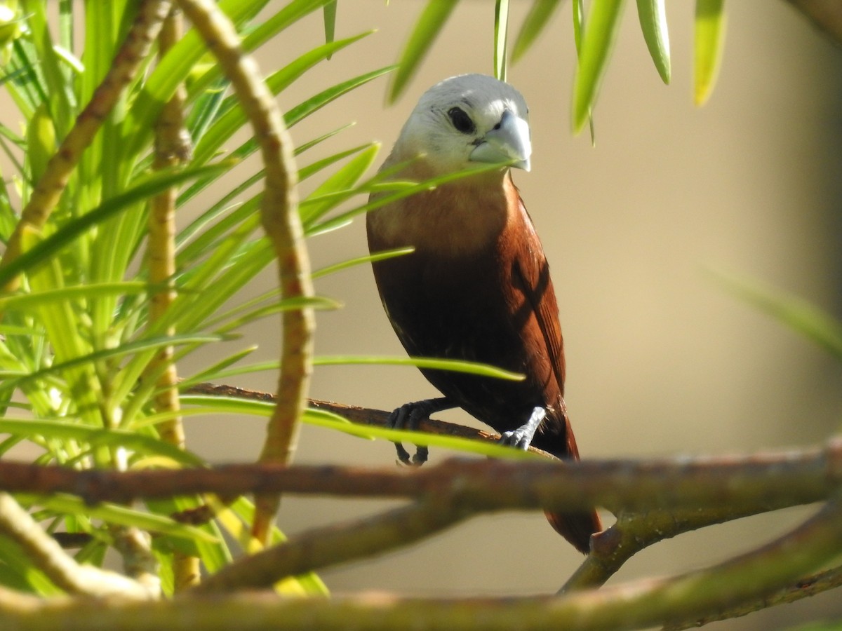 White-headed Munia - ML608665318