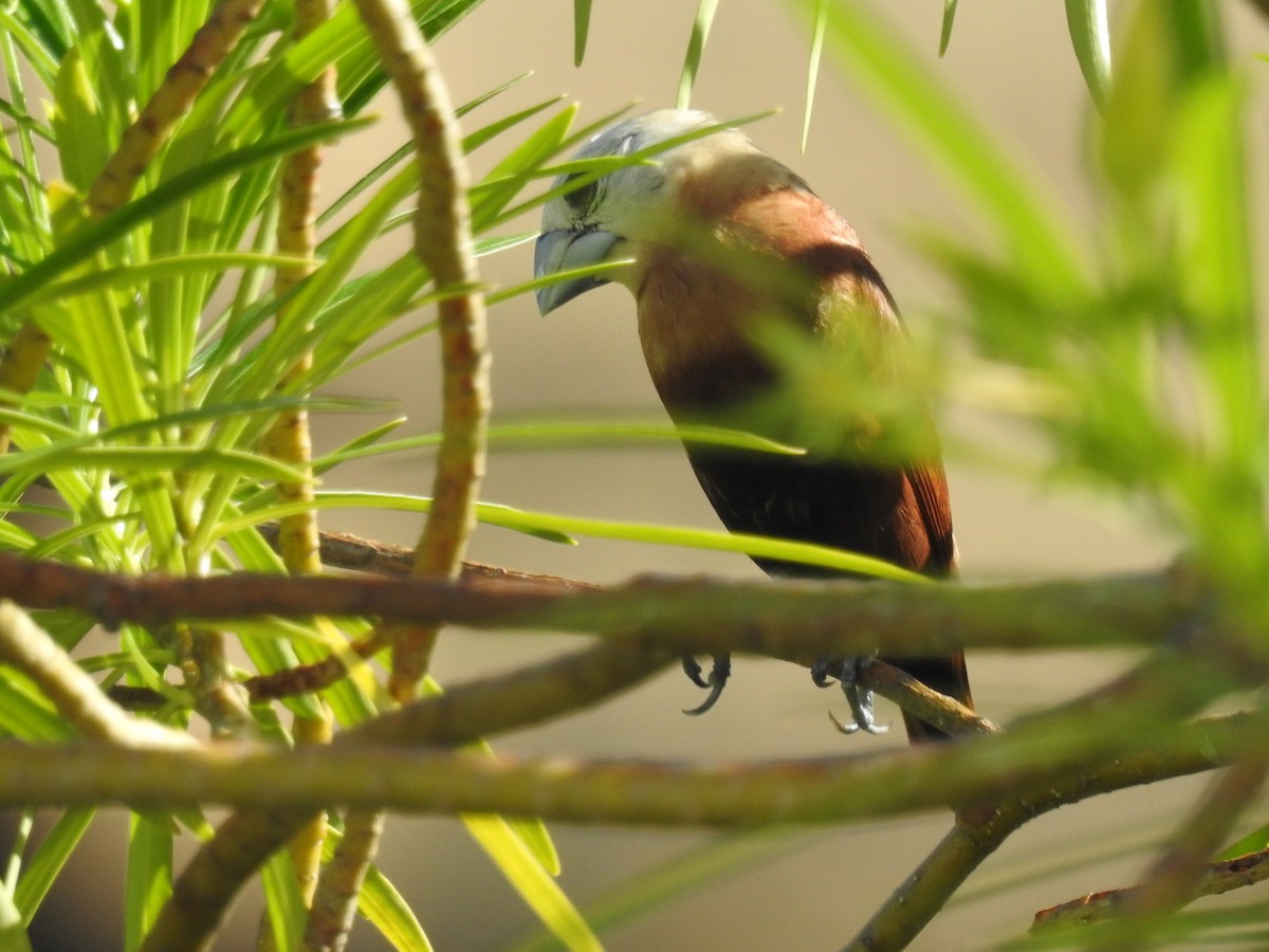 White-headed Munia - ML608665326