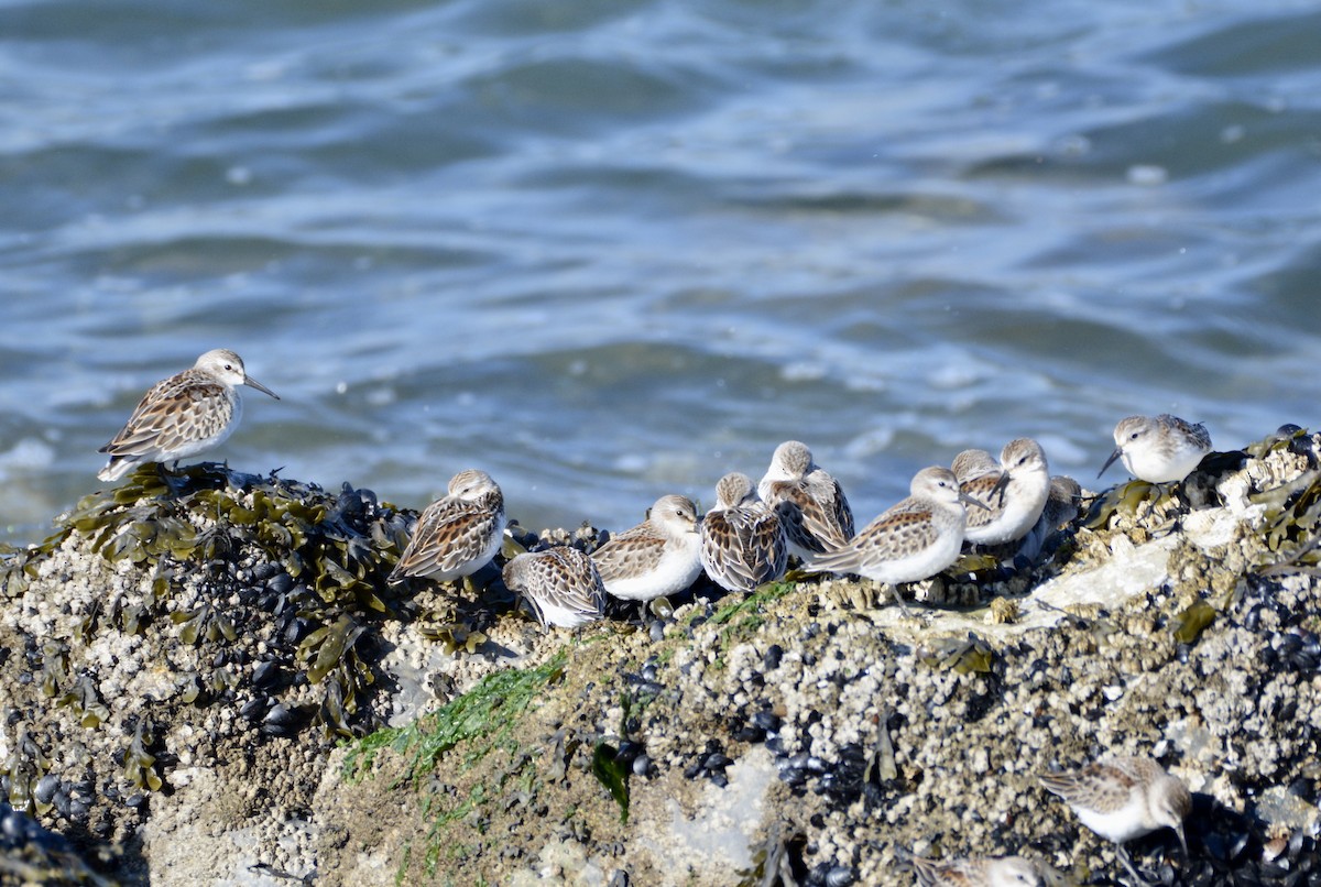 Western Sandpiper - ML608665348